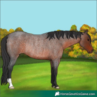 Horse Color:Brown Roan Rabicano 