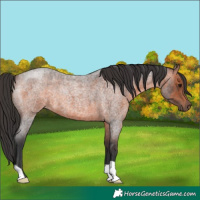 Horse Color:Brown Roan 
