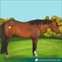 Horse Color:Bay 