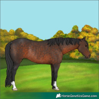 Horse Color:Brown Rabicano 
