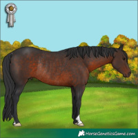 Horse Color:Brown Rabicano 
