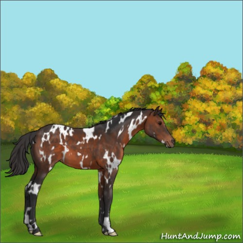 Horse Color:White Spotted Brown 