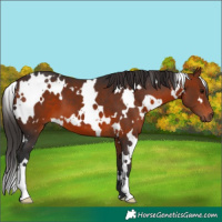 Horse Color:White Spotted Bay 