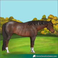Horse Color:Liver Chestnut Rabicano 