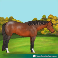 Horse Color:Bay 