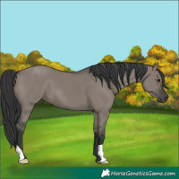 Horse Color:Grullo 