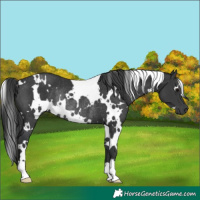Horse Color:White Spotted Black Rabicano 