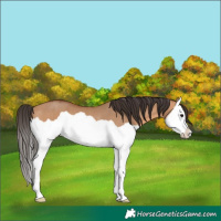 Horse Color:Bay Dun Splash Rabicano 