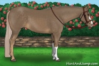 Horse Color:Chocolate Palomino 