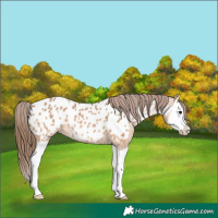 Horse Color:Bay Dun Splash Appaloosa Rabicano