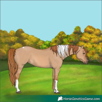 Horse Color:Red Dun Tobiano 