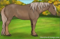 Horse Color:Chocolate Palomino 