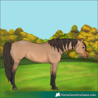 Horse Color:Bay Dun Rabicano 