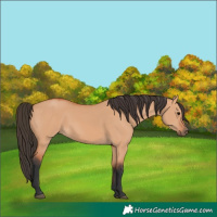 Horse Color:Bay Dun 