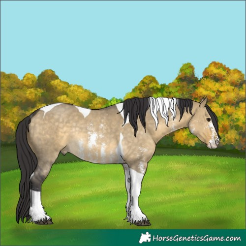Horse Color:Buckskin Dun Sabino Tobiano Rabicano 