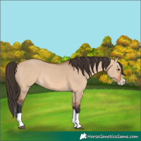 Horse Color:Bay Dun Splash Rabicano 