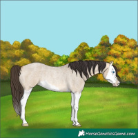 Horse Color:Buckskin Roan Dun Splash Rabicano 