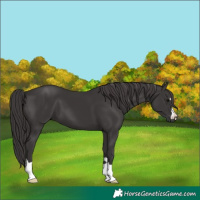 Horse Color:Smoky Black 