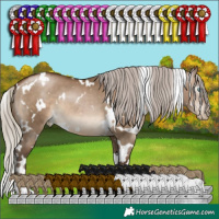 Horse Color:Gray White Spotted Silver Brown Pearl Dun 