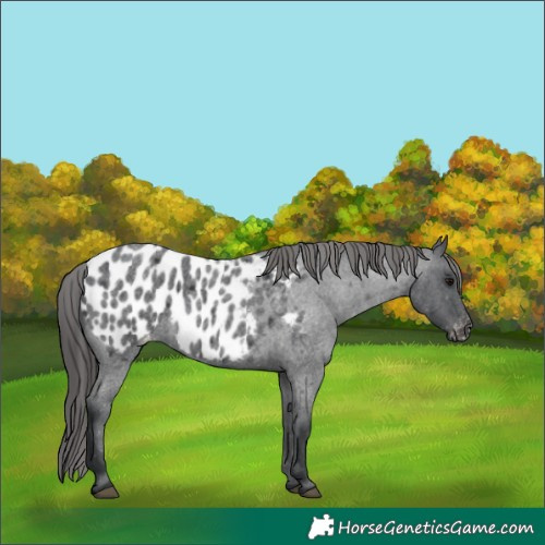 Horse Color:Blue Roan Appaloosa 