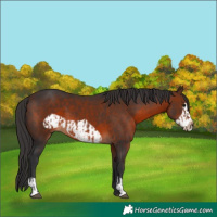 Horse Color:Brown  and Brown Frame 