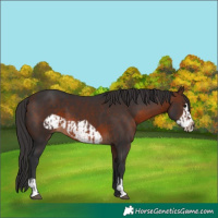 Horse Color:Brown and Brown Frame