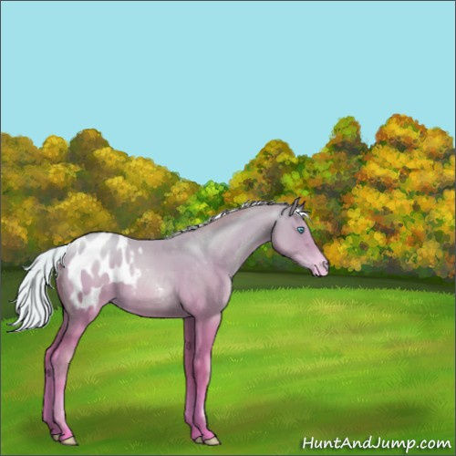 Horse Color:Silver Sable Champagne Pearl Blanket