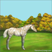 Horse Color:Silver Sable Champagne Pearl Dun Appaloosa 