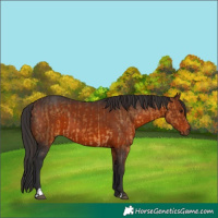 Horse Color:Buckskin  and Brown 