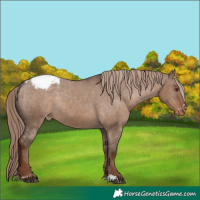 Horse Color:Liver Red Dun Appaloosa Rabicano 