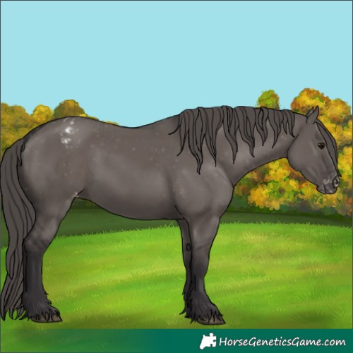 Horse Color:Smoky Grullo Appaloosa 