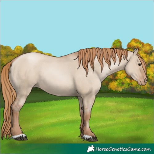 Horse Color:Grullo Pearl Appaloosa Rabicano 