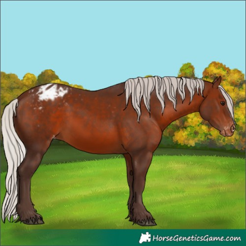 Horse Color:Silver Brown Appaloosa