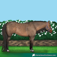 Horse Color:Liver Red Dun  and Bay Dun 
