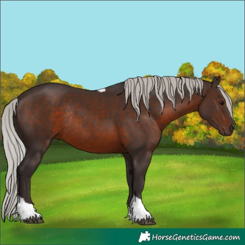 Horse Color:Silver Brown Tobiano Rabicano