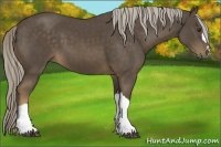 Horse Color:Chocolate Palomino 