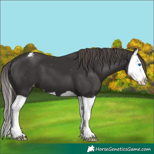 Horse Color:Smoky Black Splash Appaloosa 