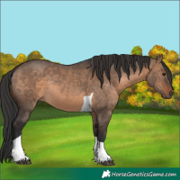 Horse Color:Brown Dun Tobiano Rabicano