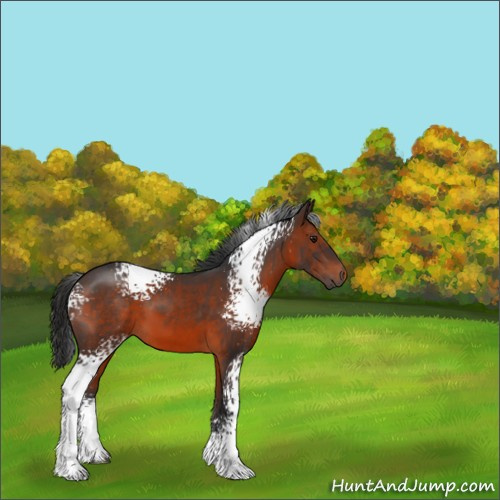 Horse Color:White Spotted Brown 
