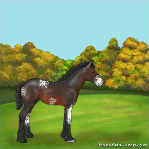 Horse Color:White Spotted Brown 