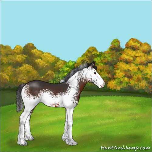 Horse Color:White Spotted Brown 
