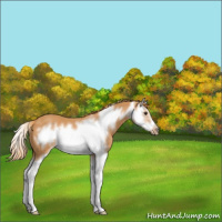 Horse Color:Chestnut Splash Frame 