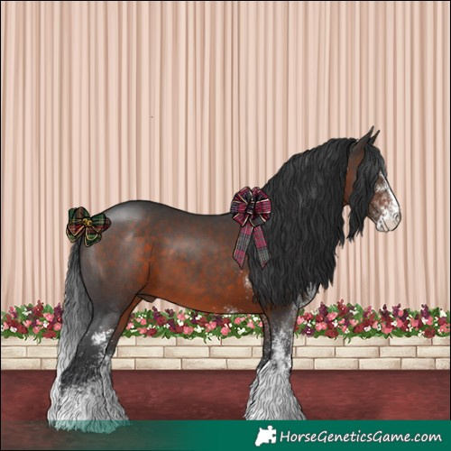 Horse Color:White Spotted Brown 