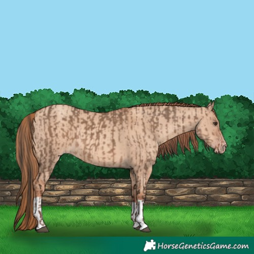 Horse Color:Liver Red Dun  and Gold Champagne Dun 