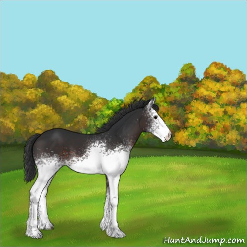 Horse Color:White Spotted Brown 