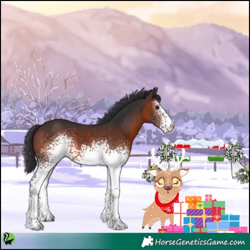 Horse Color:White Spotted Brown