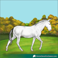 Horse Color:White Spotted Sable Champagne Chinchilla Onyx Splash Rabicano Brindle 