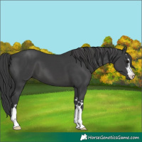 Horse Color:Black 