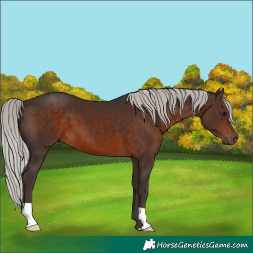 Horse Color:Silver Brown
