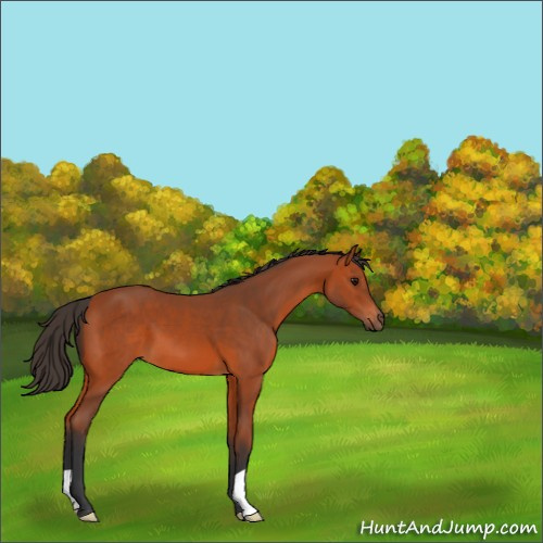 Horse Color:Bay 